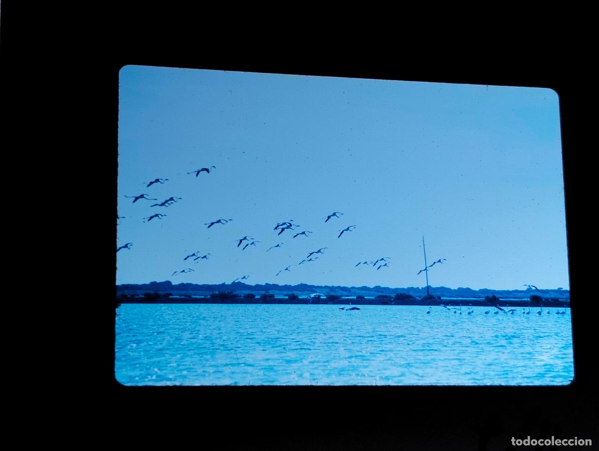Photographie ancienne: ALMER&Iacute;A FLAMENCOS ANTIGUA DIAPOSITIVA