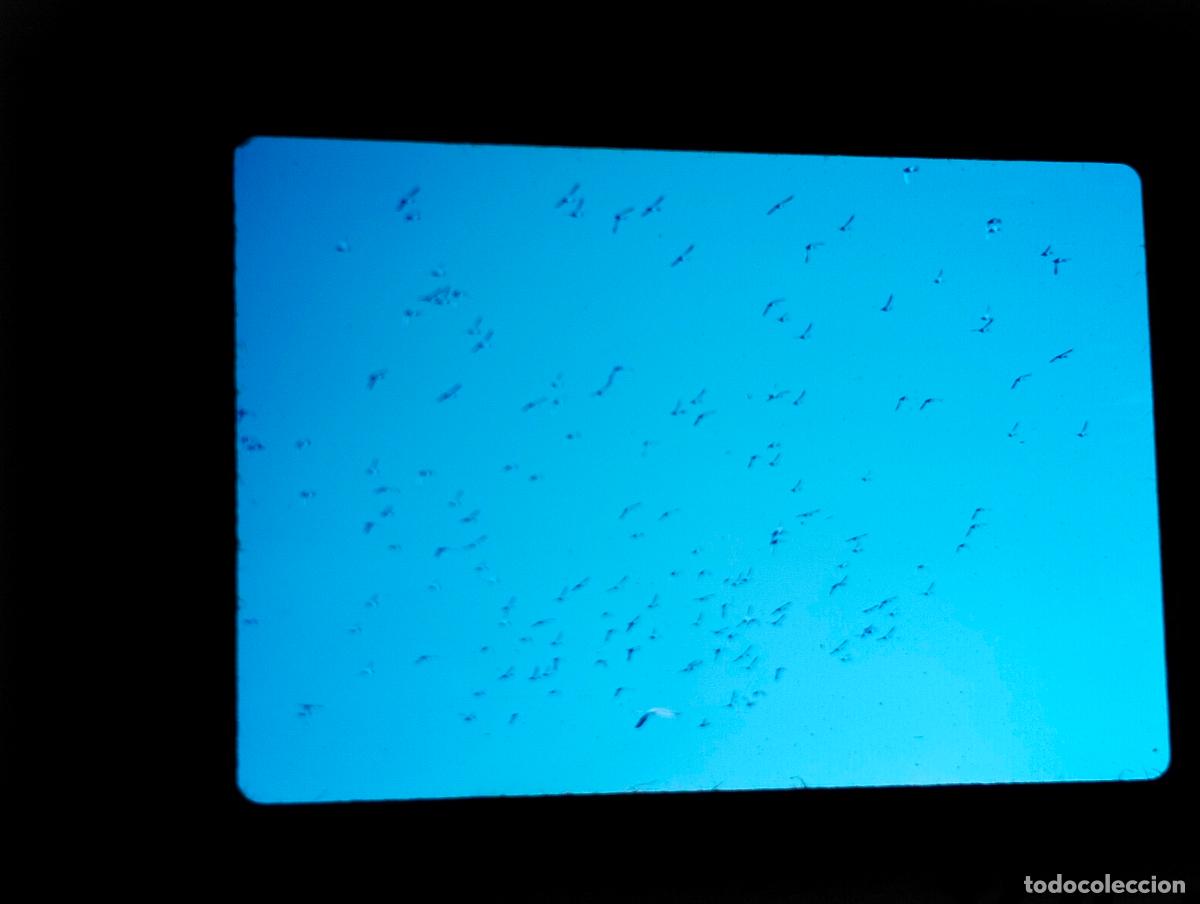Fotograf&iacute;a antigua: ALMER&Iacute;A FLAMENCOS ANTIGUA DIAPOSITIVA
