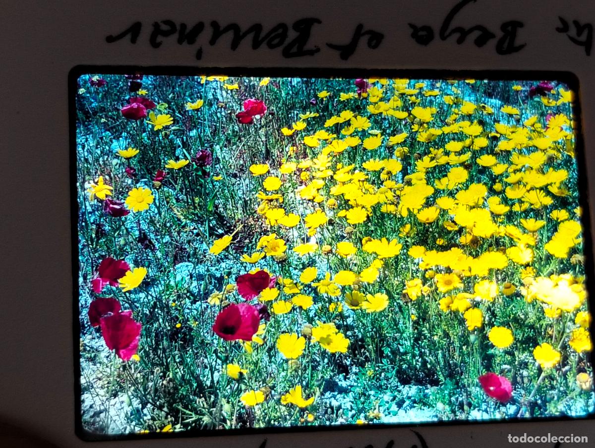 Fotograf&iacute;a antigua: BERJA ALMERIA ANTIGUA DIAPOSITIVA