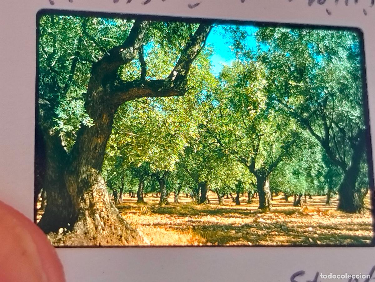 Fotograf&iacute;a antigua: UGIJAR GRANADA ANTIGUA DIAPOSITIVA