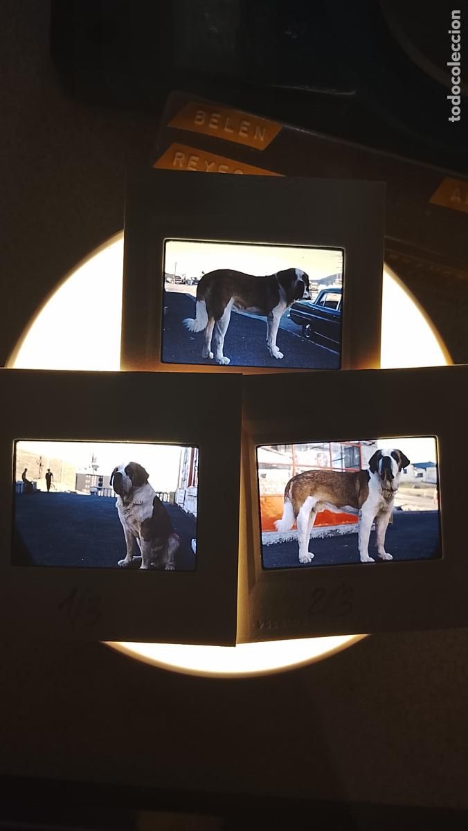 Fotograf&iacute;a antigua: 3 DIAPOSITIVAS A&Ntilde;O 1972 DE PERRO GIGANTE RAZA SAN BERNARDO