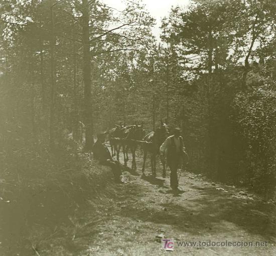 Fotografia antica: Arriero, mulas y se&ntilde;or mirando en un camino del bosque. Lugar desconocido. Circa 1920