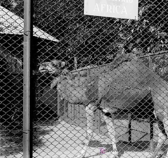 Fotograf&iacute;a antigua: Dromedario. Zoo de Barcelona. Circa 1925.