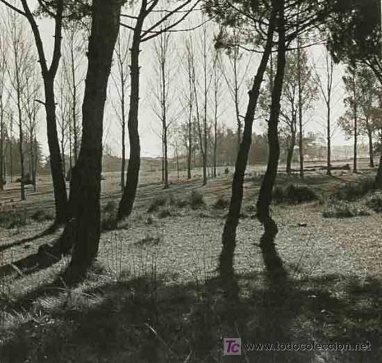 Antique Photography: Bosque. &Aacute;rboles, sombras y pueblo al fondo. Bonita imagen. Circa 1920.