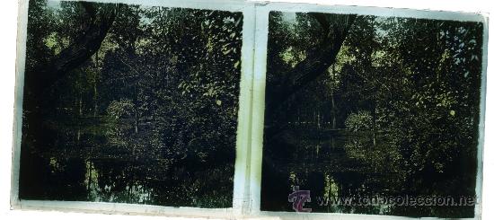 Photographie ancienne: VISTA ESTEROSCOPICA CRISTAL ABUNDANTE VEGETACION A&Ntilde;OS 20