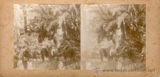 Fotograf&iacute;a antigua: buena foto estereoscopica jardin con palmeras
