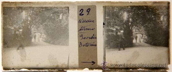 Fotografia antiga: NUMULITE CRI031 Cristal Estereosc&oacute;pico Jard&iacute;n bot&aacute;nico imagen de &eacute;poca animada