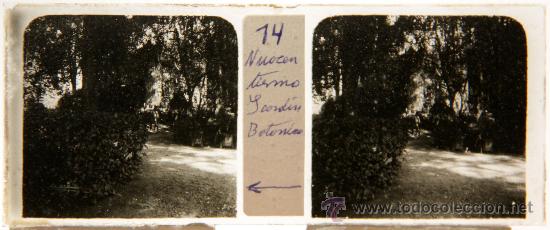 Fotografia antiga: NUMULITE CRI039 Cristal Estereosc&oacute;pico Jard&iacute;n bot&aacute;nico imagen animada de &eacute;poca