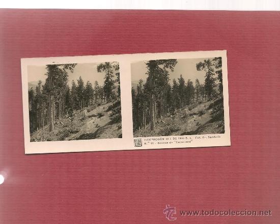 Fotograf&iacute;a antigua: fotografia estereoscopica original CAMPRODON ULL DE TER BOSQUE DE CARBONERS nun , finalizada