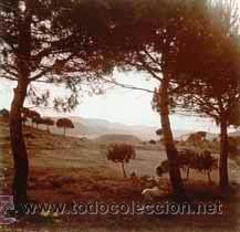 Fotografia antica: Preciosa foto. Se&ntilde;ora leyendo debajo de unos pinos. 1930