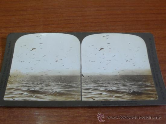 Fotograf&iacute;a antigua: FOTOGRAF&Iacute;A ESTEREOSC&Oacute;PICA. VISTA DE GAVIOTAS EN GIBRALTAR. 1901.