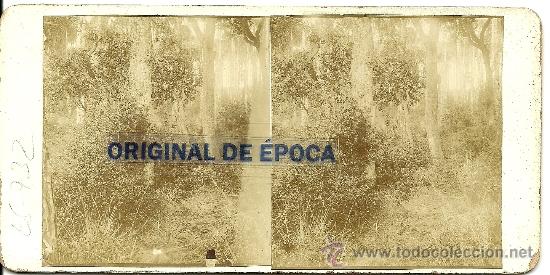 Fotografia antiga: (ES-732)FOT.ESTEREOSCOPICA ARXIU ROS I SALLENT-VICEN&Ccedil; PUJOL I MARTELLS,ALCALDES DE MOLLET DEL VALLES
