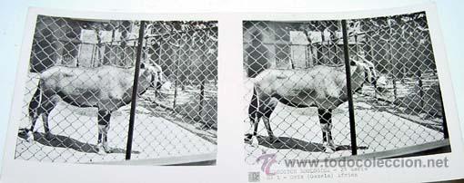 Fotografia antiga: ANTIGUA FOTO ESTEREOSCOPICA DE COLECCION ZOOLOGICA - 6 X 13 CMS - RELLEY - EL ESCANER TOMADO NO HACE