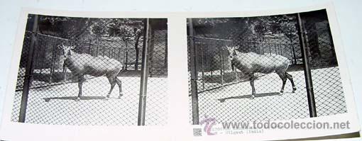 Fotografia antiga: ANTIGUA FOTO ESTEREOSCOPICA DE COLECCION ZOOLOGICA - 6 X 13 CMS - RELLEY - EL ESCANER TOMADO NO HACE