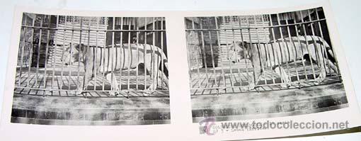 Fotografia antiga: ANTIGUA FOTO ESTEREOSCOPICA DE COLECCION ZOOLOGICA - 6 X 13 CMS - RELLEY - EL ESCANER TOMADO NO HACE