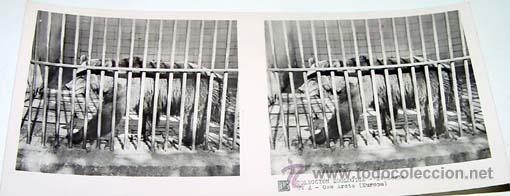 Fotografia antiga: ANTIGUA FOTO ESTEREOSCOPICA DE COLECCION ZOOLOGICA - 6 X 13 CMS - RELLEY - EL ESCANER TOMADO NO HACE