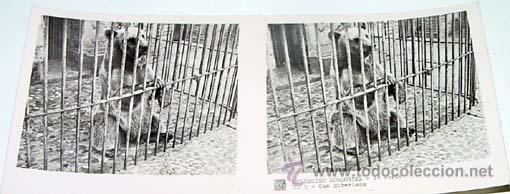 Fotografia antiga: ANTIGUA FOTO ESTEREOSCOPICA DE COLECCION ZOOLOGICA - 6 X 13 CMS - RELLEY - EL ESCANER TOMADO NO HACE