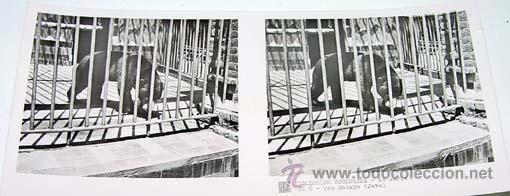 Fotografia antiga: ANTIGUA FOTO ESTEREOSCOPICA DE COLECCION ZOOLOGICA - 6 X 13 CMS - RELLEY - EL ESCANER TOMADO NO HACE