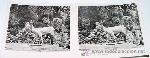 Fotografia antiga: ANTIGUA FOTO ESTEREOSCOPICA DE COLECCION ZOOLOGICA - 6 X 13 CMS - RELLEY - EL ESCANER TOMADO NO HAC
