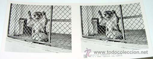 Fotografia antiga: ANTIGUA FOTO ESTEREOSCOPICA DE COLECCION ZOOLOGICA - 6 X 13 CMS - RELLEY - EL ESCANER TOMADO NO HAC