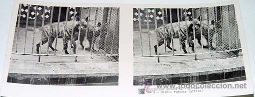 Fotografia antica: ANTIGUA FOTO ESTEREOSCOPICA DE COLECCION ZOOLOGICA - 6 X 13 CMS - RELLEY - EL ESCANER TOMADO NO HAC