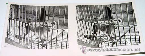 Fotografia antica: ANTIGUA FOTO ESTEREOSCOPICA DE COLECCION ZOOLOGICA - 6 X 13 CMS - RELLEY - EL ESCANER TOMADO NO HAC