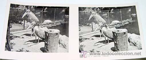 Fotografia antica: ANTIGUA FOTO ESTEREOSCOPICA DE COLECCION ZOOLOGICA - 6 X 13 CMS - RELLEY - EL ESCANER TOMADO NO HAC