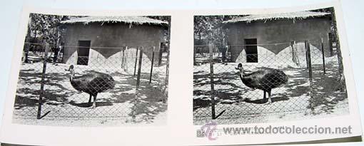 Fotografia antica: ANTIGUA FOTO ESTEREOSCOPICA DE COLECCION ZOOLOGICA - 6 X 13 CMS - RELLEY - EL ESCANER TOMADO NO HAC