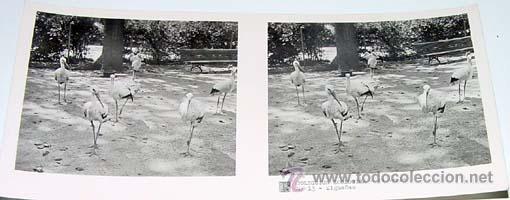 Fotografia antica: ANTIGUA FOTO ESTEREOSCOPICA DE COLECCION ZOOLOGICA - 6 X 13 CMS - RELLEY - EL ESCANER TOMADO NO HAC