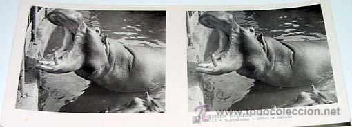 Fotografia antica: ANTIGUA FOTO ESTEREOSCOPICA DE COLECCION ZOOLOGICA - 6 X 13 CMS - RELLEY - EL ESCANER TOMADO NO HAC