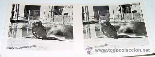 Fotografia antica: ANTIGUA FOTO ESTEREOSCOPICA DE COLECCION ZOOLOGICA - 6 X 13 CMS - RELLEY - EL ESCANER TOMADO NO HAC
