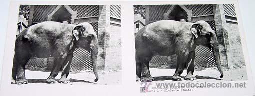 Fotografia antica: ANTIGUA FOTO ESTEREOSCOPICA DE COLECCION ZOOLOGICA - 6 X 13 CMS - RELLEY - EL ESCANER TOMADO NO HAC