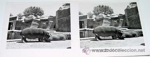 Fotografia antica: ANTIGUA FOTO ESTEREOSCOPICA DE COLECCION ZOOLOGICA - 6 X 13 CMS - RELLEY - EL ESCANER TOMADO NO HAC