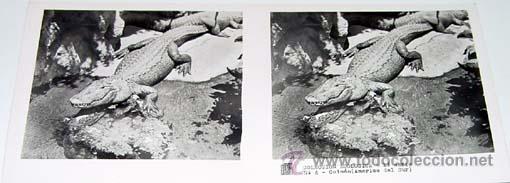 Fotografia antica: ANTIGUA FOTO ESTEREOSCOPICA DE COLECCION ZOOLOGICA - 6 X 13 CMS - RELLEY - EL ESCANER TOMADO NO HAC