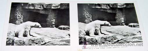 Fotografia antica: ANTIGUA FOTO ESTEREOSCOPICA DE COLECCION ZOOLOGICA - 6 X 13 CMS - RELLEY - EL ESCANER TOMADO NO HAC