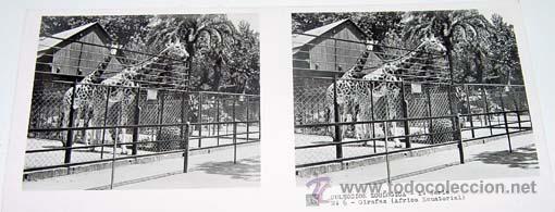 Fotografia antica: ANTIGUA FOTO ESTEREOSCOPICA DE COLECCION ZOOLOGICA - 6 X 13 CMS - RELLEY - EL ESCANER TOMADO NO HAC