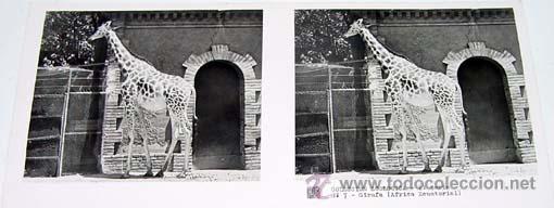 Fotografia antica: ANTIGUA FOTO ESTEREOSCOPICA DE COLECCION ZOOLOGICA - 6 X 13 CMS - RELLEY - EL ESCANER TOMADO NO HAC