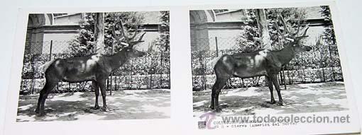Fotografia antica: ANTIGUA FOTO ESTEREOSCOPICA DE COLECCION ZOOLOGICA - 6 X 13 CMS - RELLEY - EL ESCANER TOMADO NO HAC