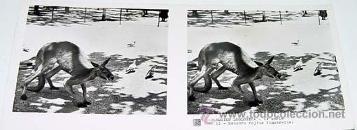 Fotografia antica: ANTIGUA FOTO ESTEREOSCOPICA DE COLECCION ZOOLOGICA - 6 X 13 CMS - RELLEY - EL ESCANER TOMADO NO HAC