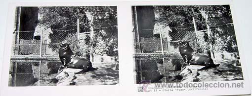 Fotografia antica: ANTIGUA FOTO ESTEREOSCOPICA DE COLECCION ZOOLOGICA - 6 X 13 CMS - RELLEY - EL ESCANER TOMADO NO HAC