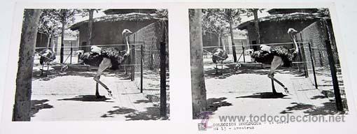 Antique Photography: ANTIGUA FOTO ESTEREOSCOPICA DE COLECCION ZOOLOGICA - 6 X 13 CMS - RELLEY - EL ESCANER TOMADO NO HAC