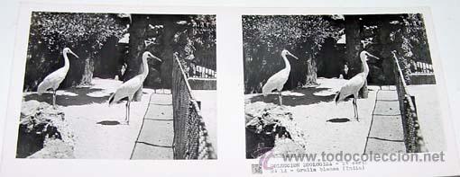Antique Photography: ANTIGUA FOTO ESTEREOSCOPICA DE COLECCION ZOOLOGICA - 6 X 13 CMS - RELLEY - EL ESCANER TOMADO NO HAC