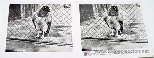 Fotografia antica: ANTIGUA FOTO ESTEREOSCOPICA DE COLECCION ZOOLOGICA - 6 X 13 CMS - RELLEY - EL ESCANER TOMADO NO HAC