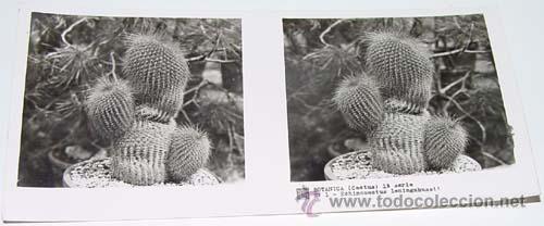 Fotografia antica: ANTIGUA FOTO ESTEREOSCOPICA DE BOTANICA - 6 X 13 CMS - RELLEY - EL ESCANER TOMADO NO HACE JUSTICIA