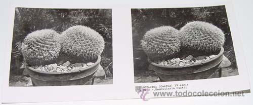 Fotografia antica: ANTIGUA FOTO ESTEREOSCOPICA DE BOTANICA - 6 X 13 CMS - RELLEY - EL ESCANER TOMADO NO HACE JUSTICIA