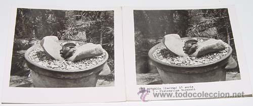 Fotografia antica: ANTIGUA FOTO ESTEREOSCOPICA DE BOTANICA - 6 X 13 CMS - RELLEY - EL ESCANER TOMADO NO HACE JUSTICIA