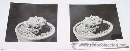 Fotografia antica: ANTIGUA FOTO ESTEREOSCOPICA DE BOTANICA - 6 X 13 CMS - RELLEY - EL ESCANER TOMADO NO HACE JUSTICIA