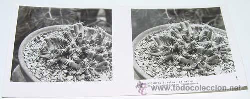 Fotografia antica: ANTIGUA FOTO ESTEREOSCOPICA DE BOTANICA - 6 X 13 CMS - RELLEY - EL ESCANER TOMADO NO HACE JUSTICIA