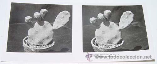 Fotografia antica: ANTIGUA FOTO ESTEREOSCOPICA DE BOTANICA - 6 X 13 CMS - RELLEY - EL ESCANER TOMADO NO HACE JUSTICIA