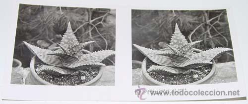 Fotografia antica: ANTIGUA FOTO ESTEREOSCOPICA DE BOTANICA - 6 X 13 CMS - RELLEY - EL ESCANER TOMADO NO HACE JUSTICIA